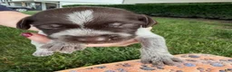 Wirehaired Pointing Griffon dogs for sale: Puppy 7 - Ad 2