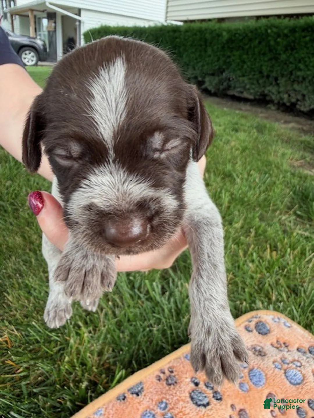 Wirehaired Pointing Griffon dogs for sale: Puppy 7 - Ad 2
