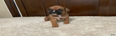 Max