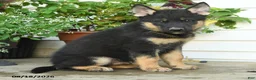 Gerberian Shepsky dogs for sale: Tucker - Ad 1