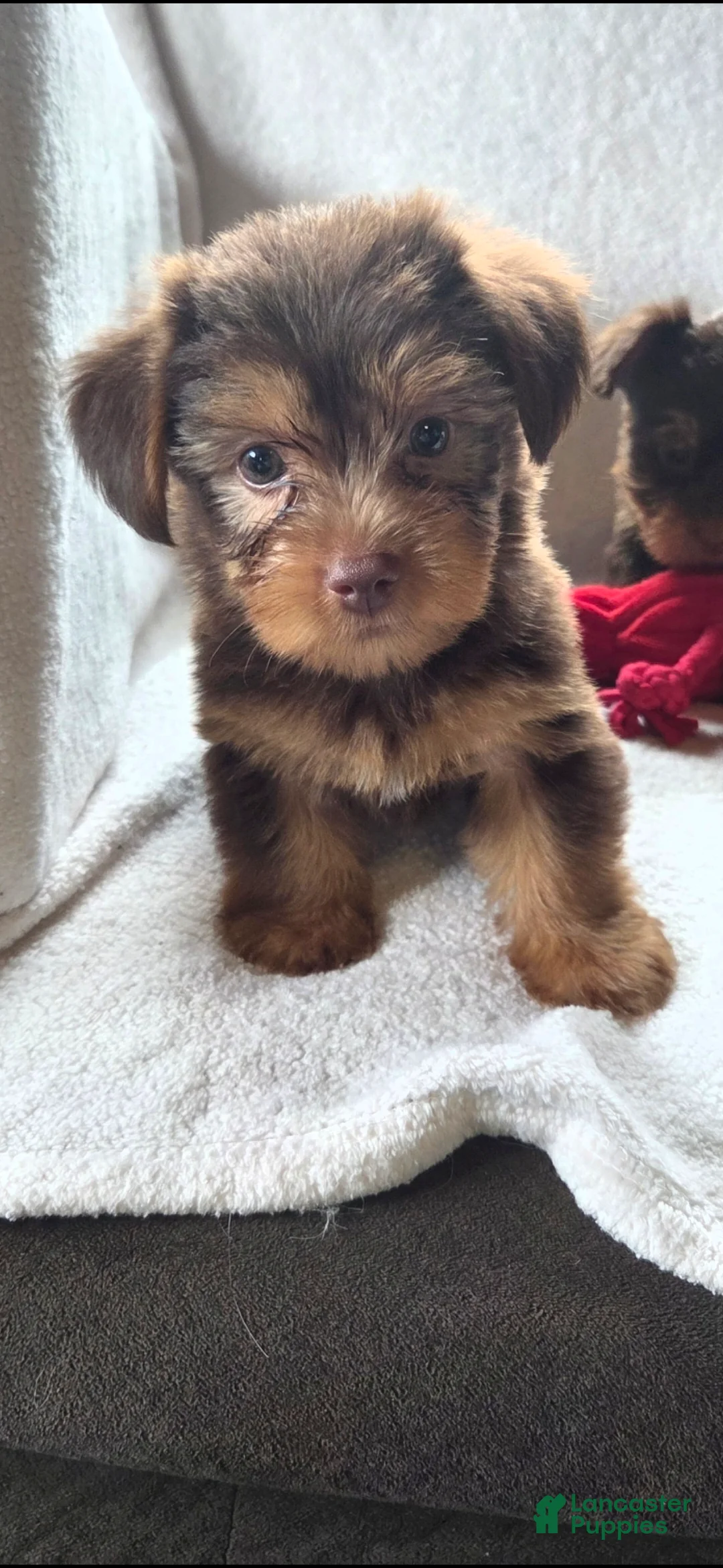 Yorkshire Terrier dogs for sale: Grit - Ad 1