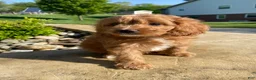 Cavapoo dogs for sale: Thor - Ad 2