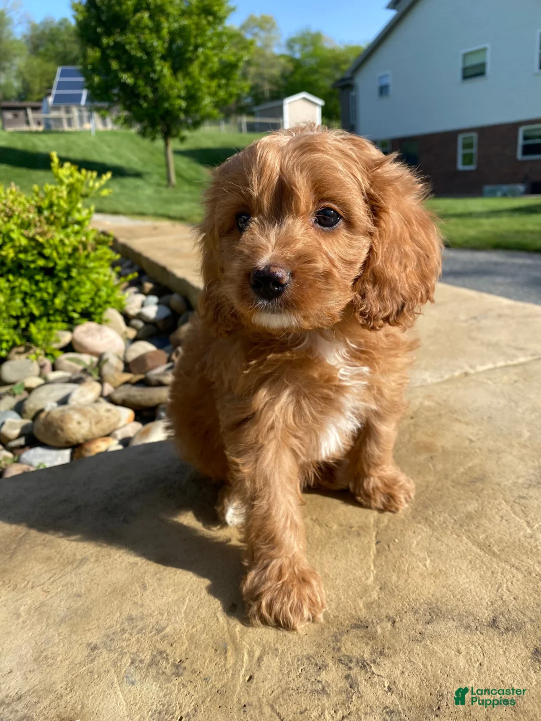 Cavapoo dogs for sale: Thor - Ad 2