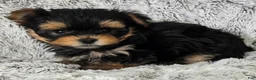Yorkshire Terrier dogs for sale: Parker - Ad 3