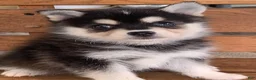 Alaskan Klee Kai dogs for sale: Shadow - Toy Size Mini Husky Boy - Ad 3