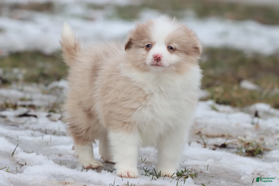 Mixed Breed dogs for sale: Coffee Cake - Ad 2