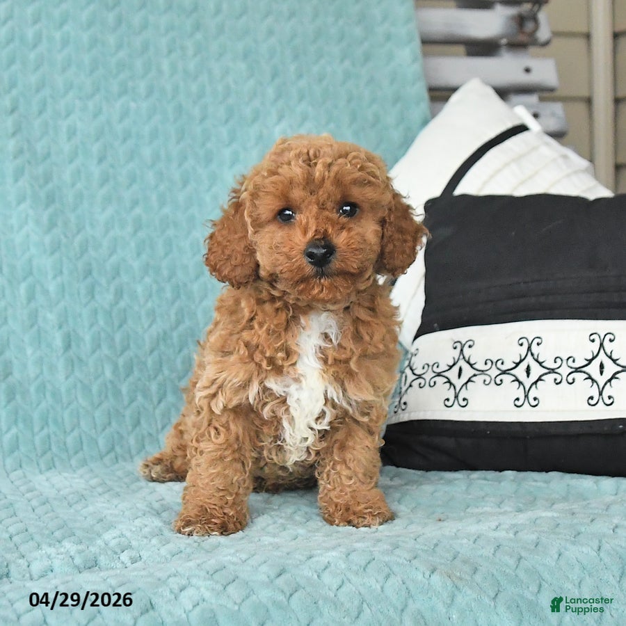 Toy Poodle dogs for sale: Timmy - Ad 2