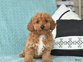 Toy Poodle dogs for sale: Timmy - Ad 2
