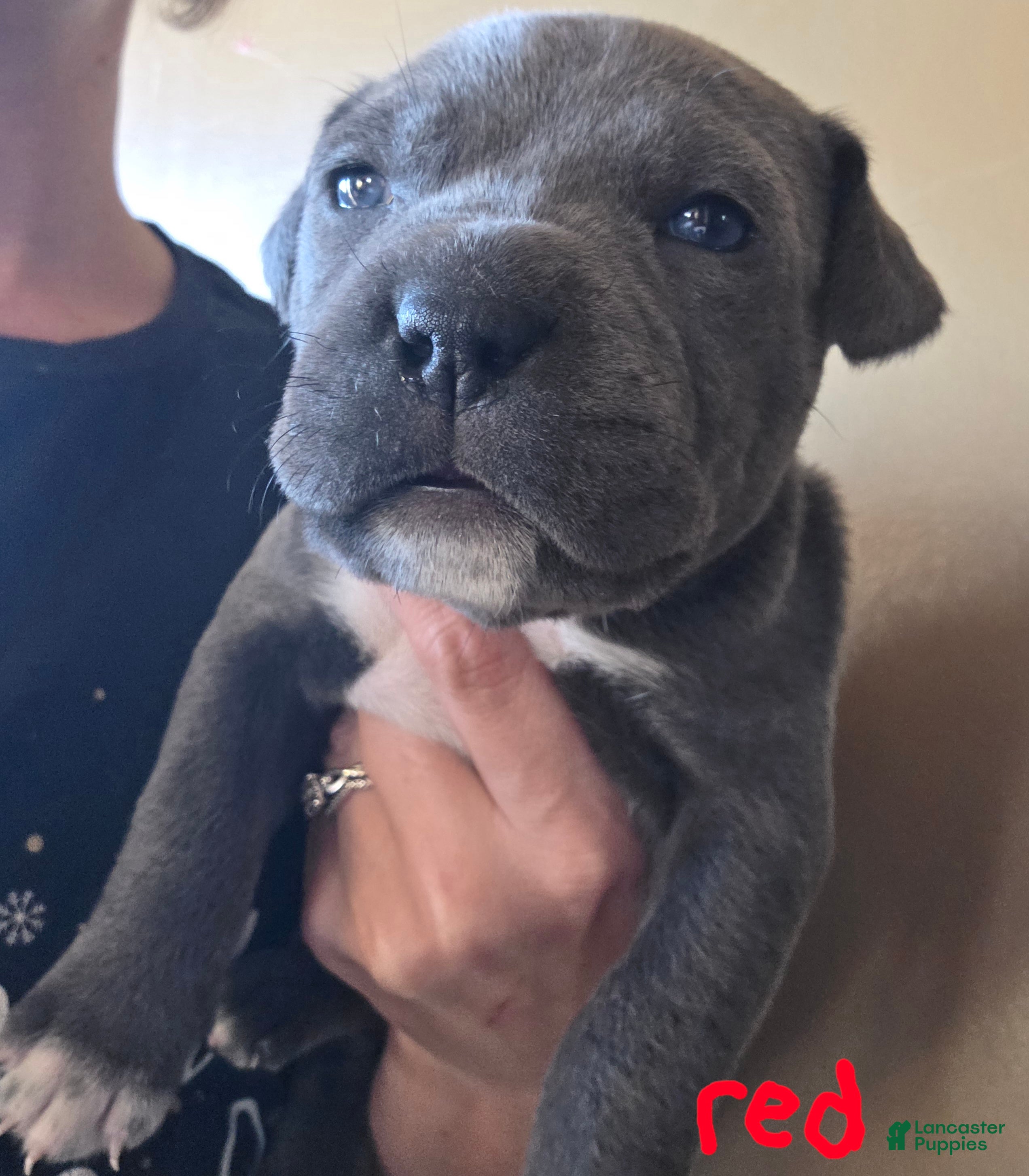 Mixed Breed dogs Eros - Ad 20