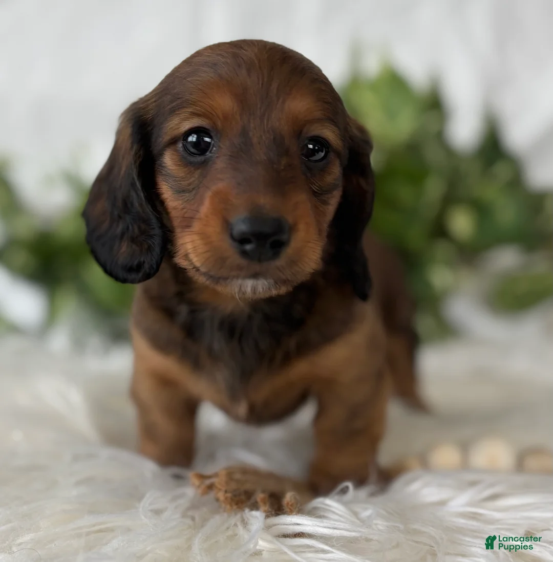 Miniature Dachshund dogs for sale: Star Girl Miniature Dachshund  - Ad 11