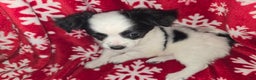 Chihuahua dogs for sale: Longhair Domino boy - Ad 4