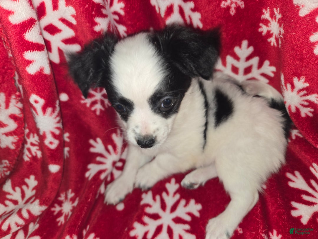 Chihuahua dogs for sale: Longhair Domino boy - Ad 4