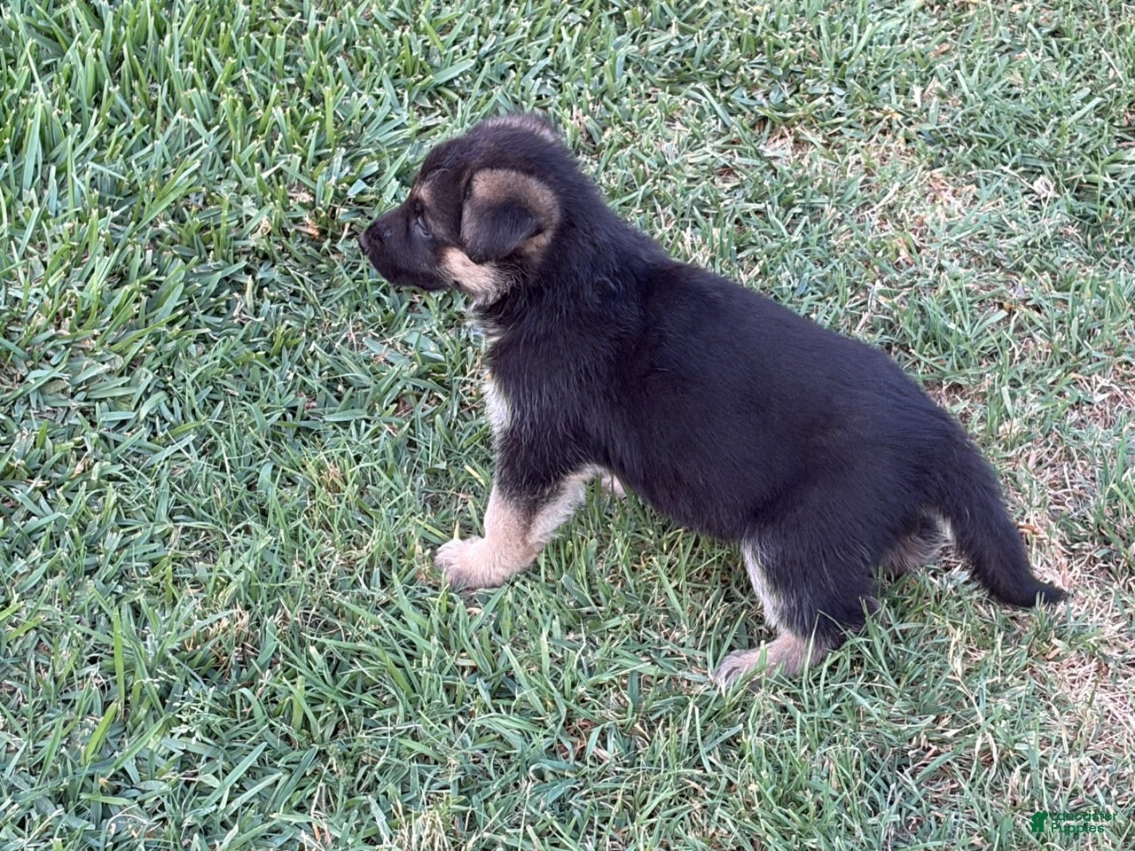 German Shepherd dogs NoName - Ad 23