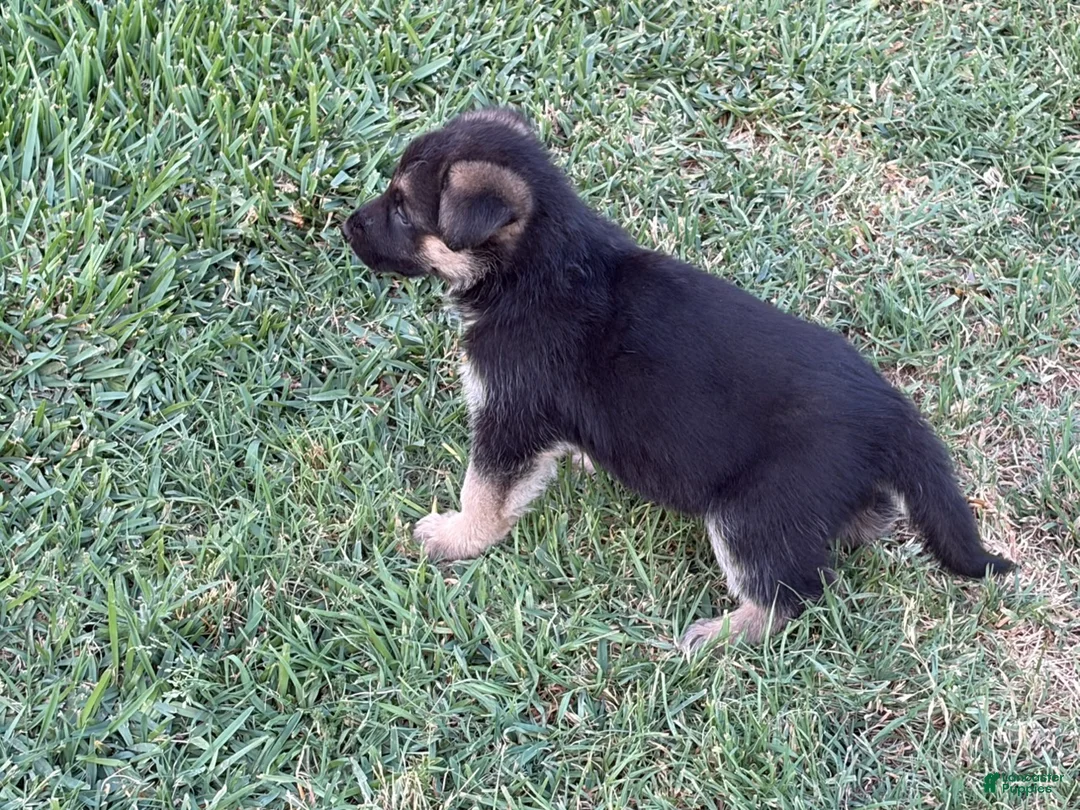 German Shepherd dogs for sale: NoName - Ad 1