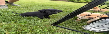 Labrador Retriever 2