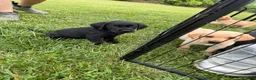 Labrador Retriever dogs for sale: Labrador Retriever 2 - Ad 1
