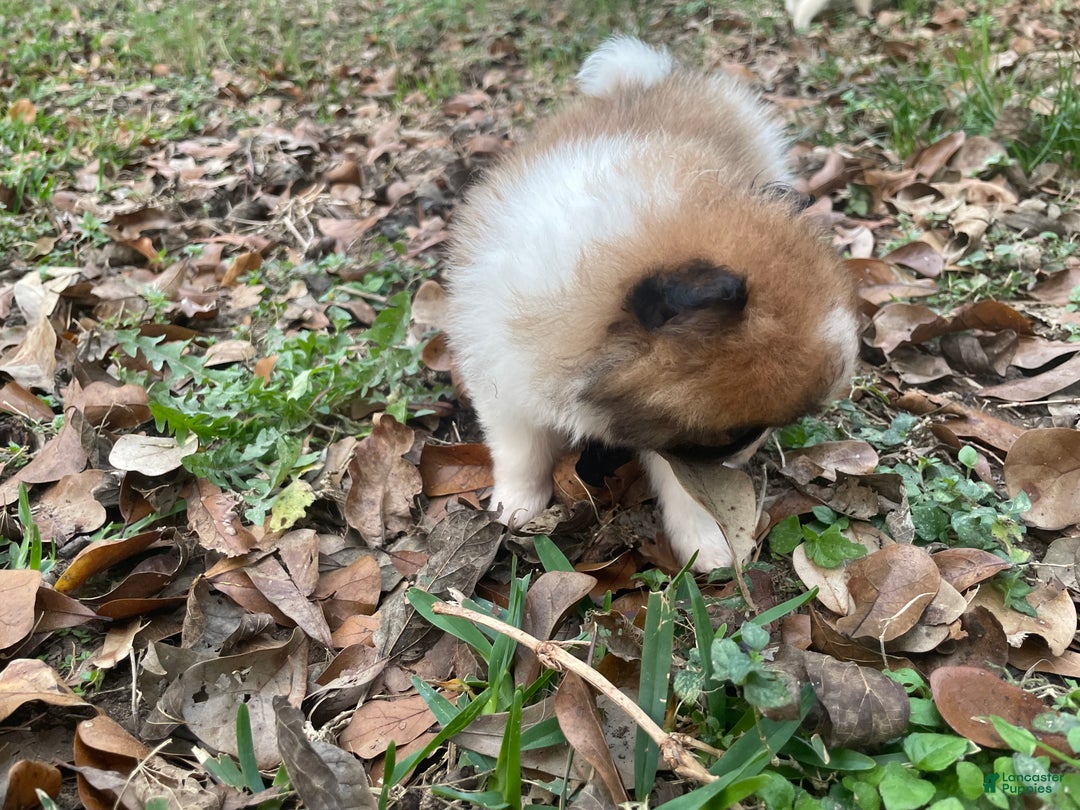 Pomeranian dogs for sale: Pomeranian Puppy 1 - Ad 10