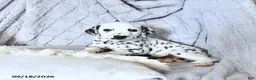 Dalmatian dogs for sale: Pongo - Ad 3
