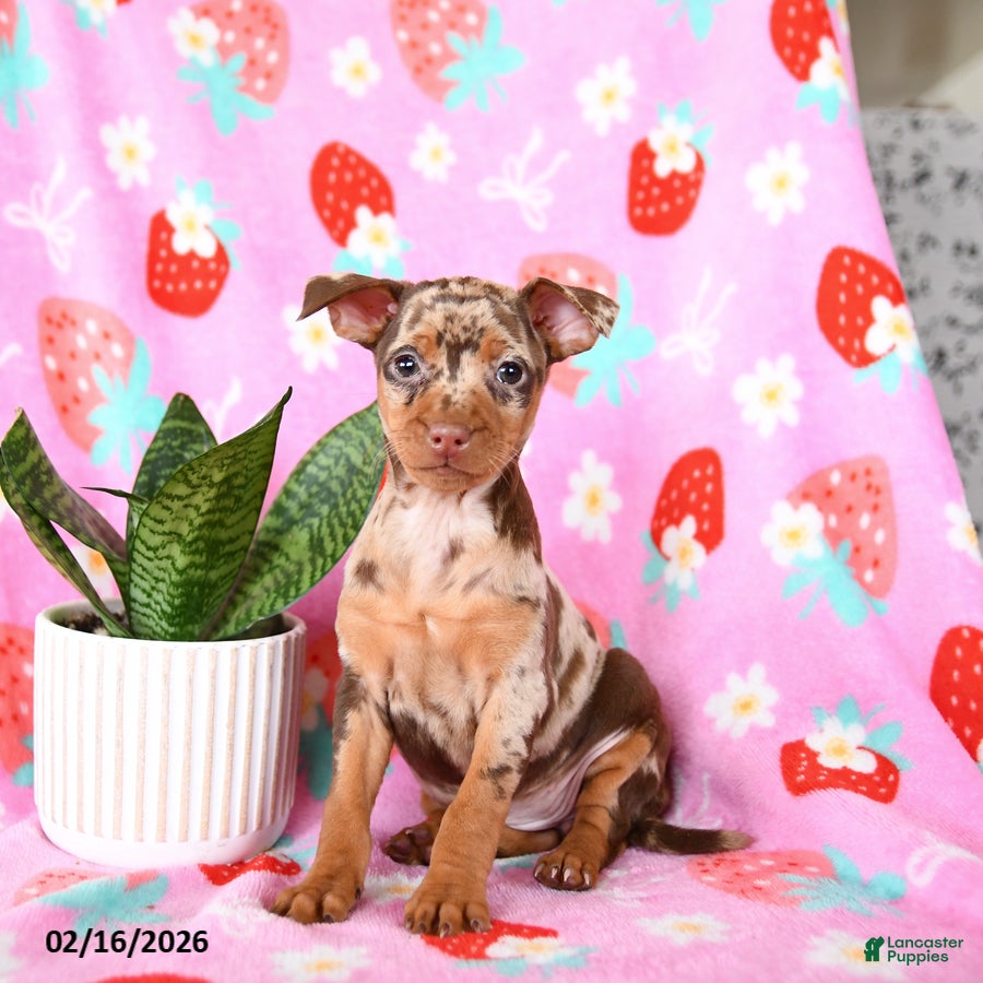 Miniature Pinscher dogs Crumbles - Ad 1