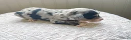 Mini Bernedoodle dogs for sale: Hollis - Ad 4