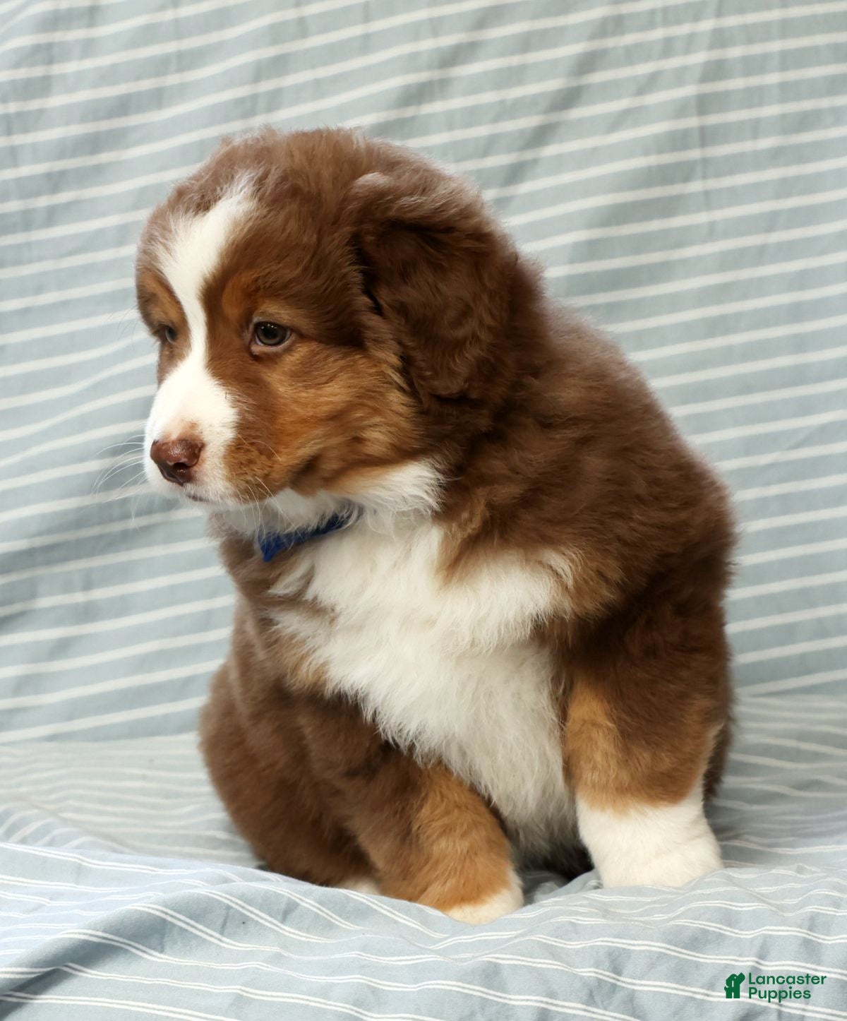Australian Shepherd dogs for sale: Ranger - Ad 7