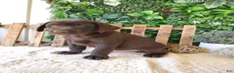 Labrador Retriever dogs for sale: Victor - Ad 8
