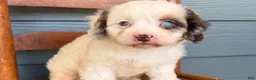 Cavapoo dogs for sale: Garnet - Ad 2
