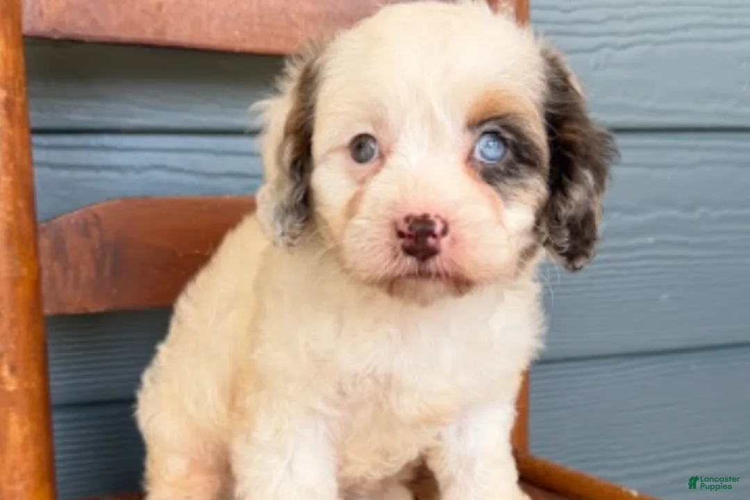 Cavapoo dogs for sale: Garnet - Ad 2
