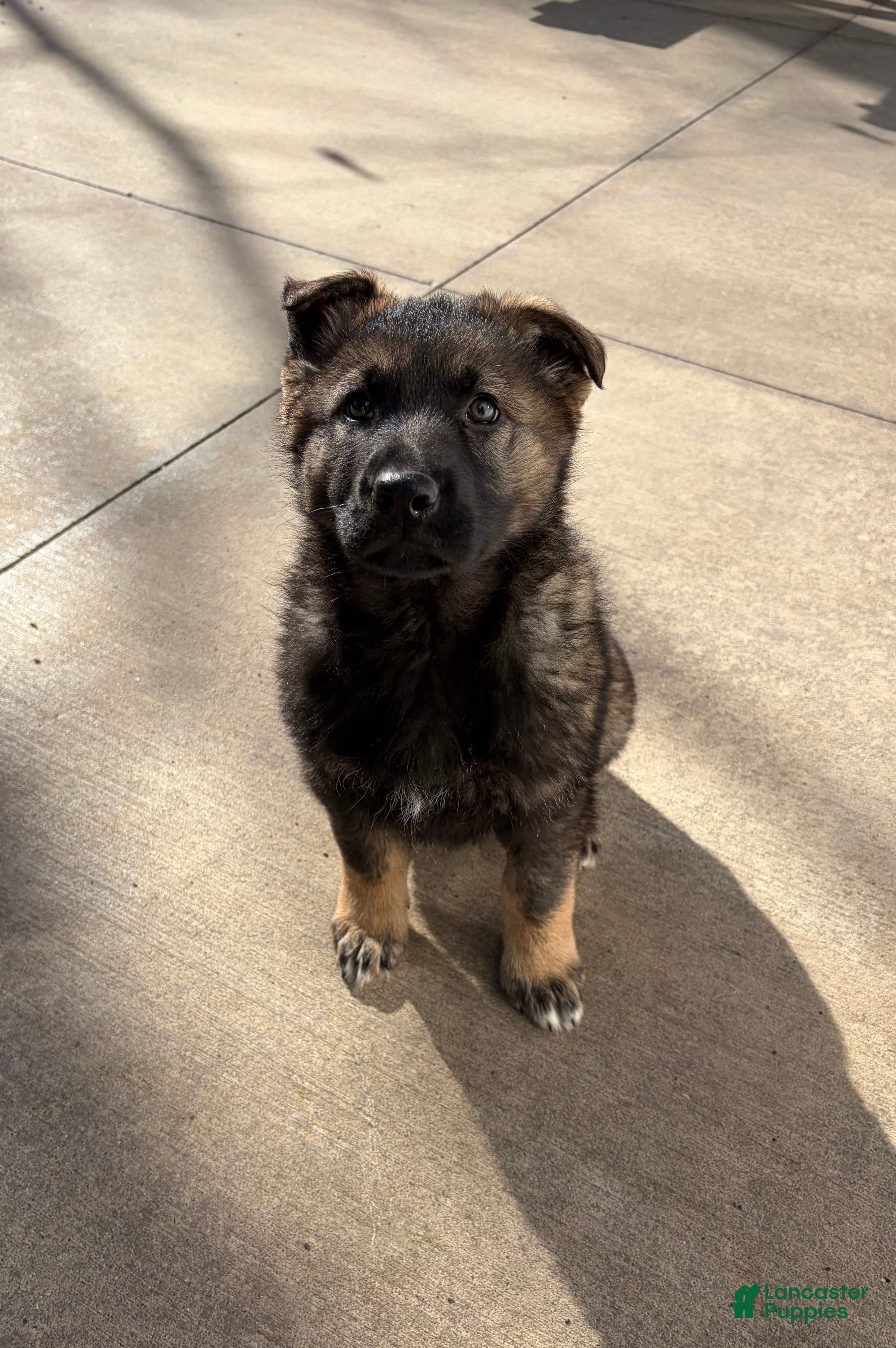German Shepherd dogs for sale: Millie - Ad 1