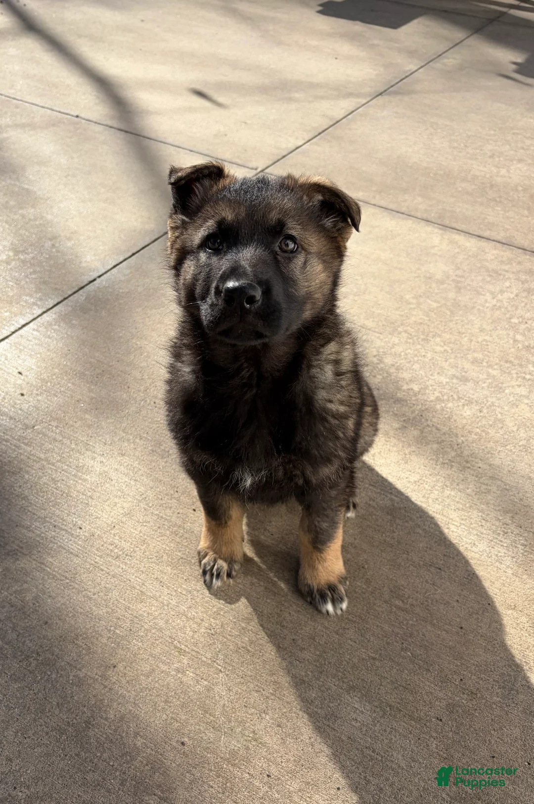 German Shepherd dogs for sale: Millie - Ad 1