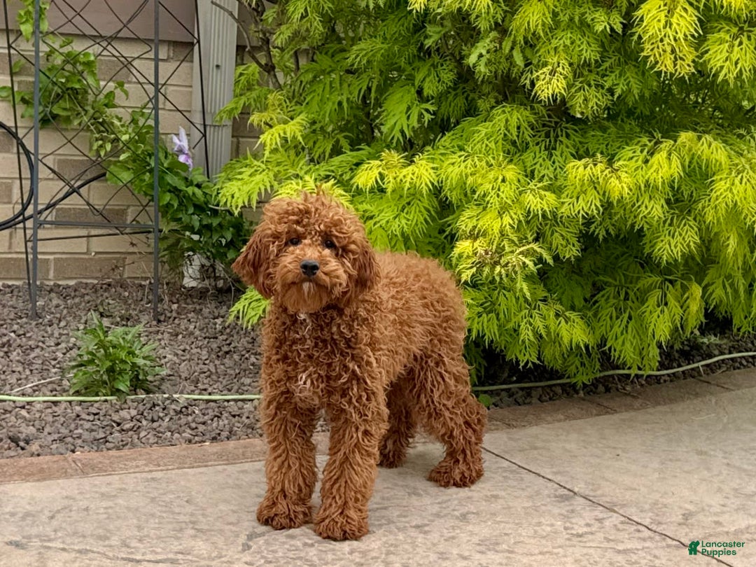 Cavapoo dogs for sale: Justin - Ad 7