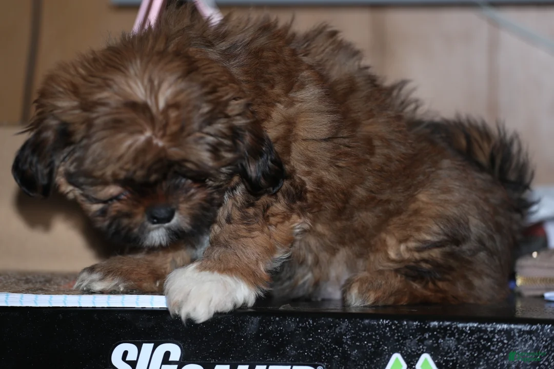 Shih Tzu dogs for sale: Shih Tzu Puppy 3 - Ad 3