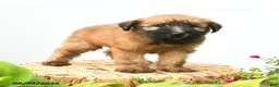 Soft Coated Wheaten Terrier dogs for sale: Chandler - Ad 4