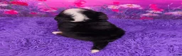 Miniature Bernese Mountain Dog dogs for sale: Liam - Ad 4