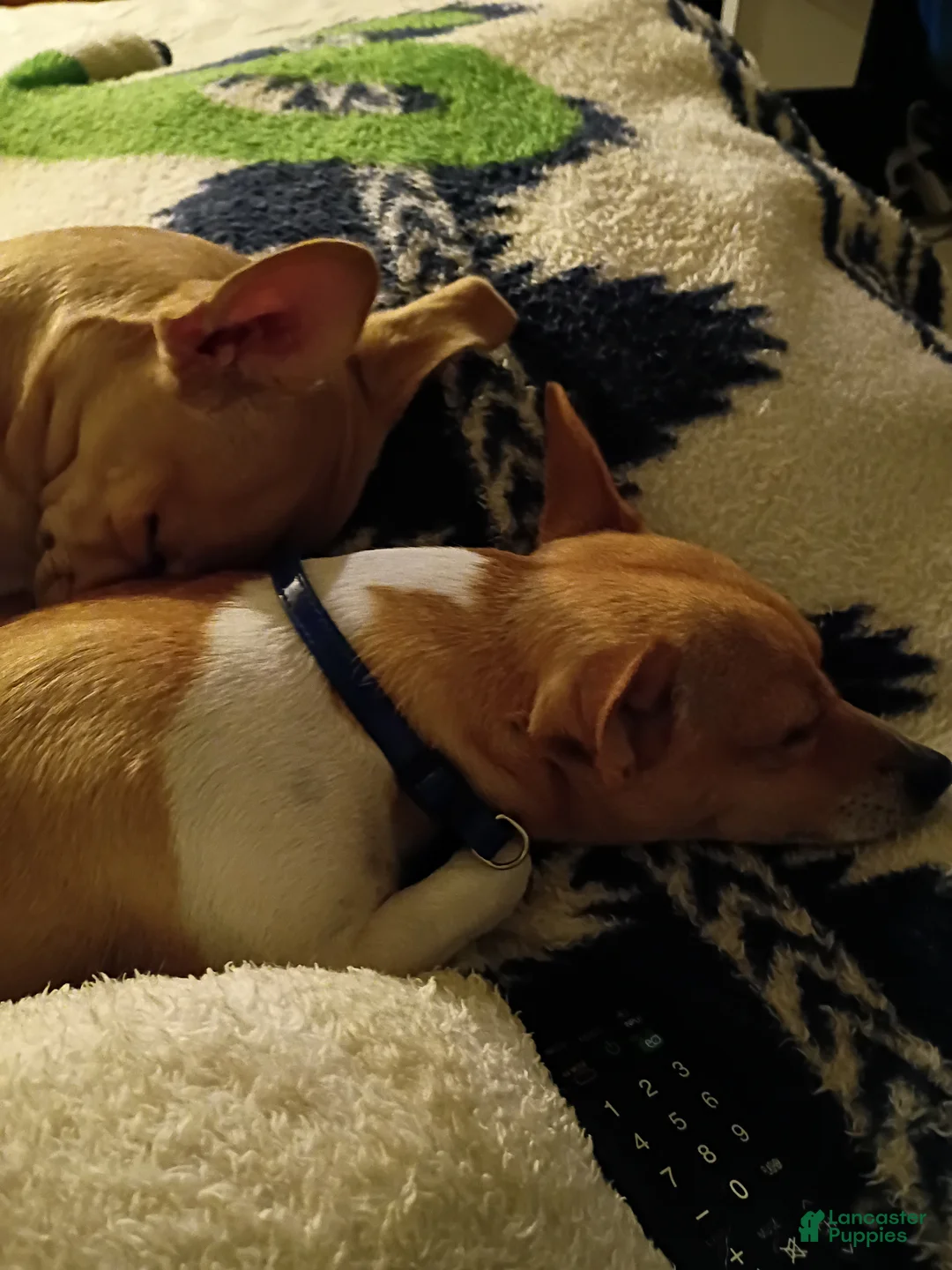 Chihuahua dogs for sale: Osso - Ad 2