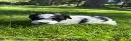 Yorkiepoo dogs for sale: Dolly - Ad 5