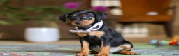 Miniature Pinscher dogs for sale: Lily - Ad 4