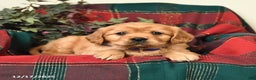 Miniature Golden Retriever dogs for sale: Teddy - Ad 2