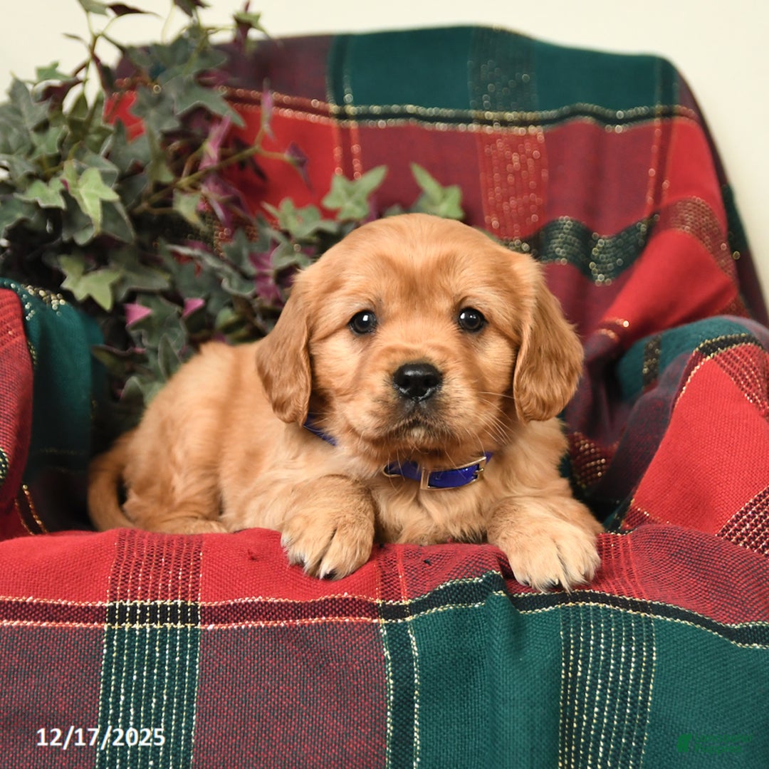 Miniature Golden Retriever dogs for sale: Teddy - Ad 2