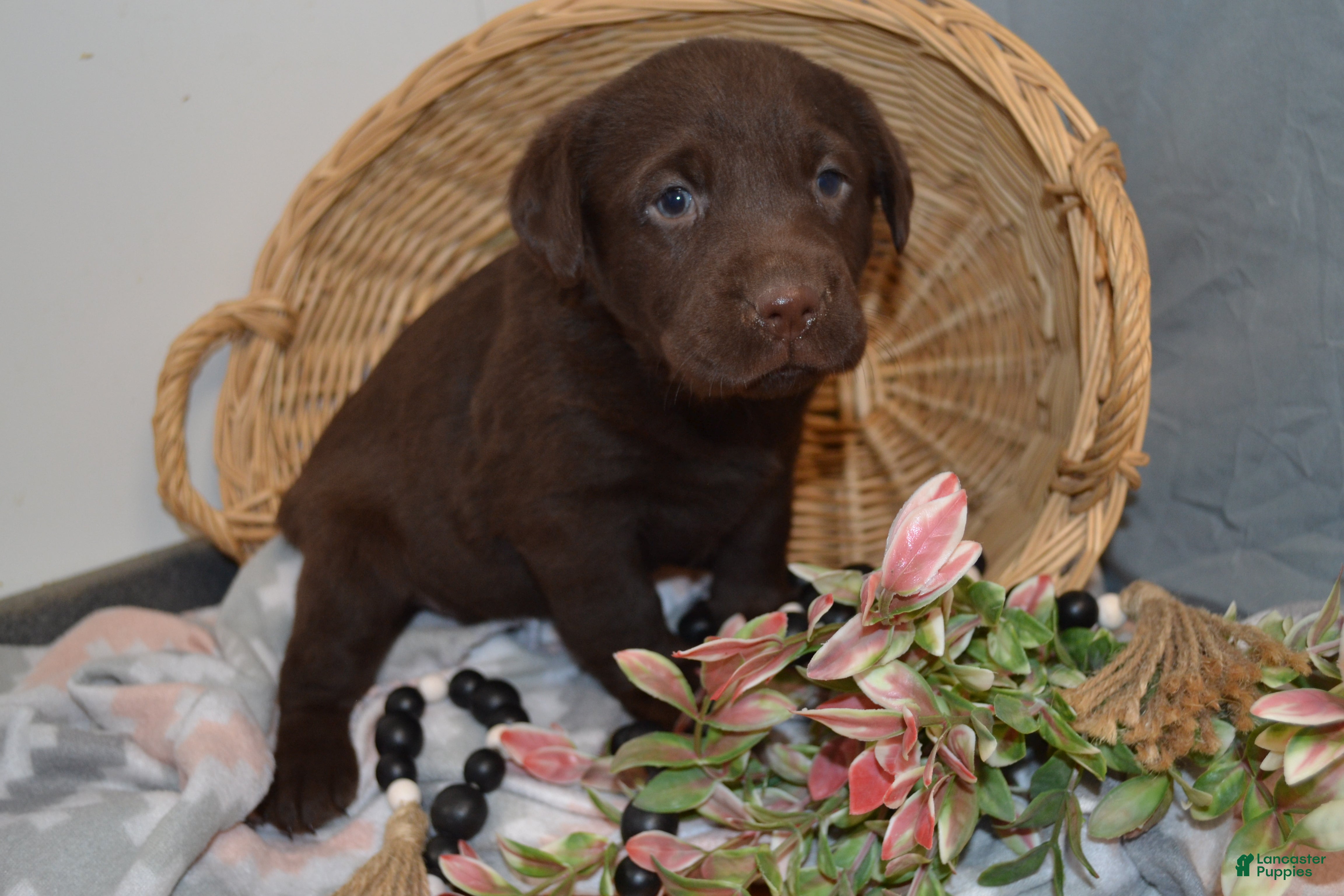 Labrador Retriever dogs Kelly - Ad 6