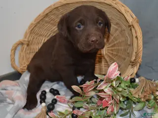 Labrador Retriever dogs Kelly - Ad 6