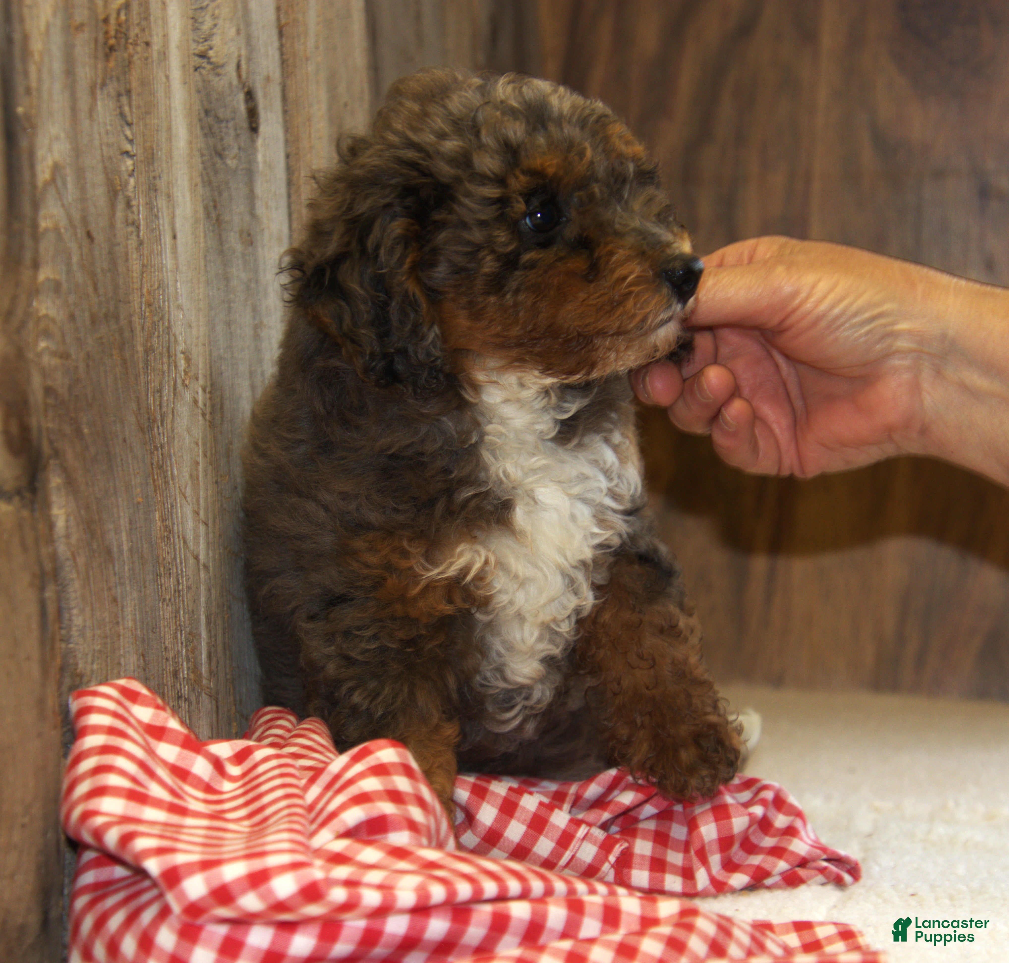 Miniature Poodle dogs Annabel - Ad 2