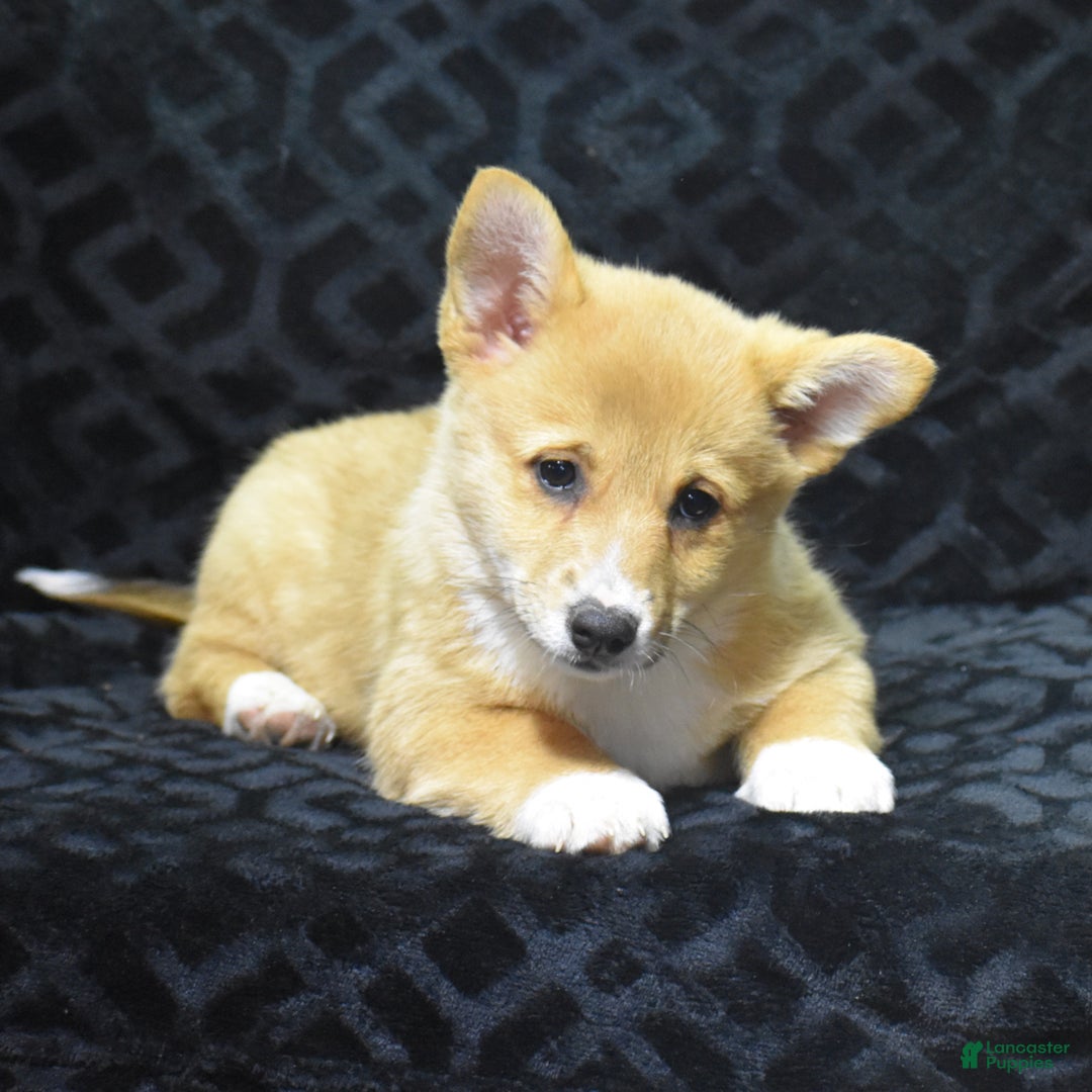 Welsh Corgi Pembroke dogs for sale: Mia - Ad 5