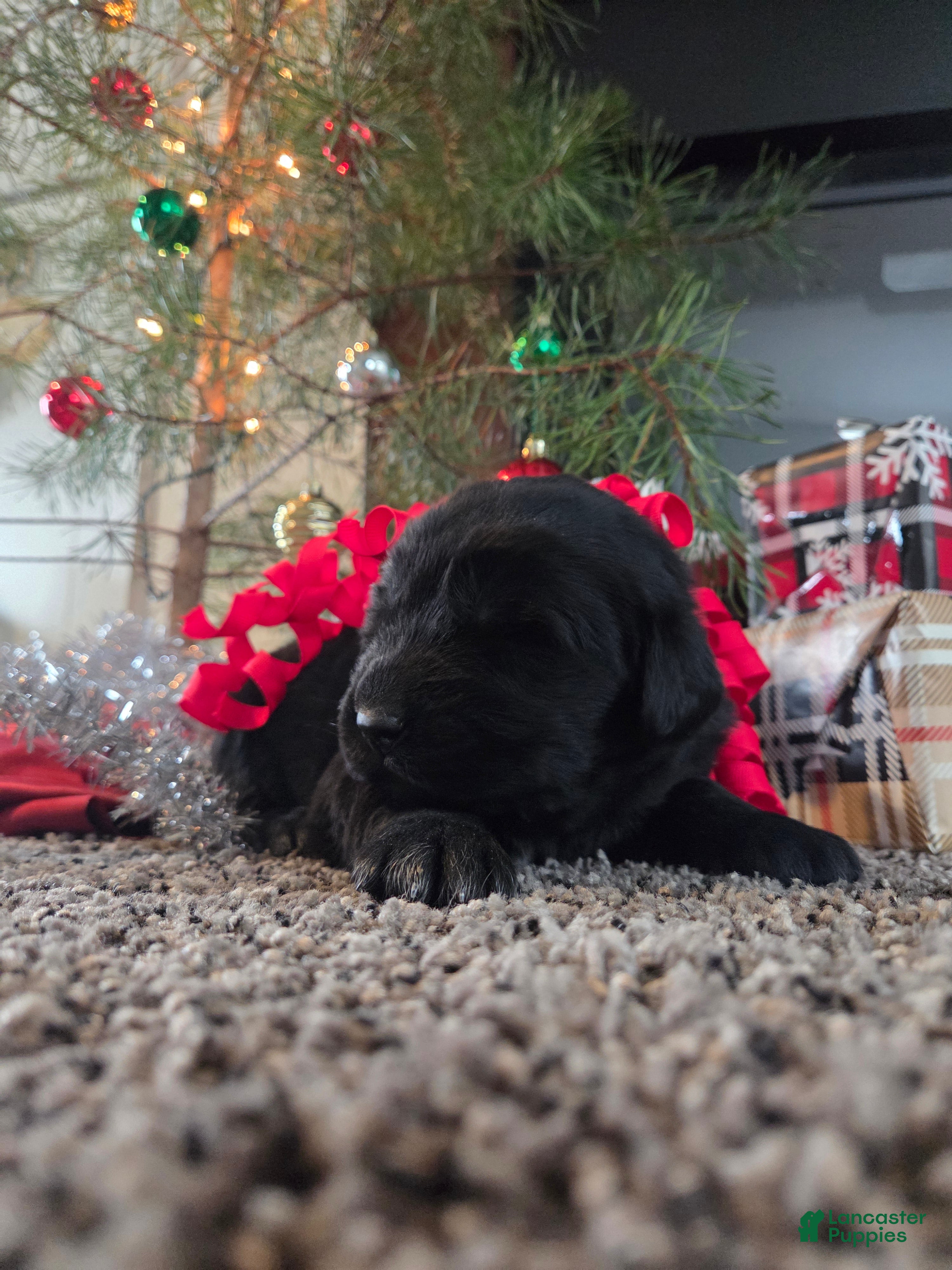 Newfoundland dogs Holly  - Ad 25