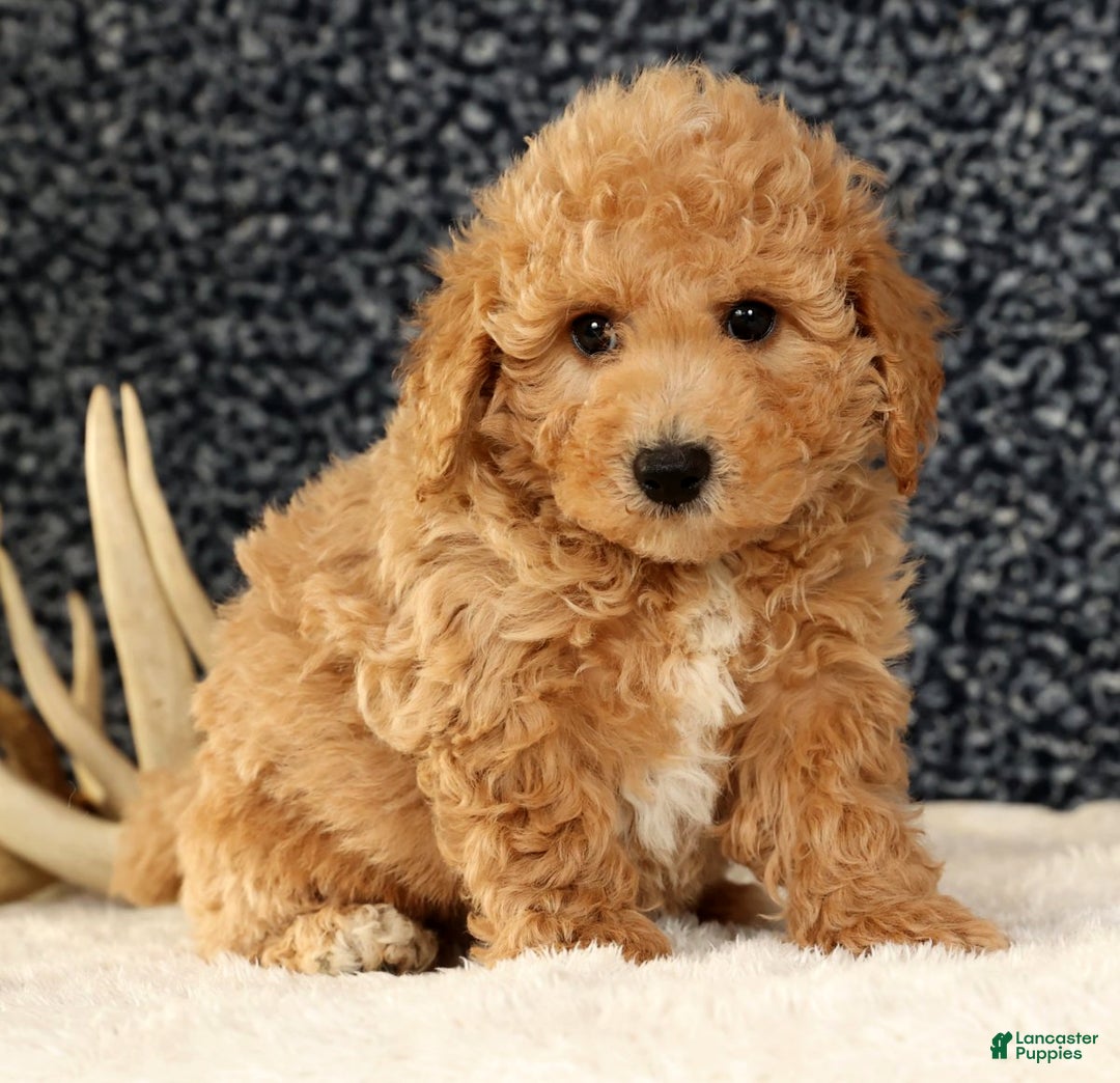 Bichpoo dogs for sale: Chief - Ad 2