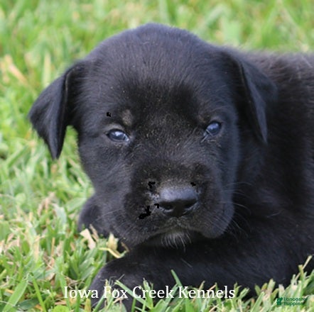 Mixed Breed dogs Brianna - Ad 19