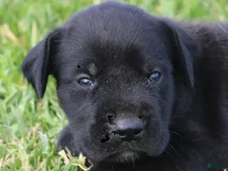 Mixed Breed dogs Brianna - Ad 19