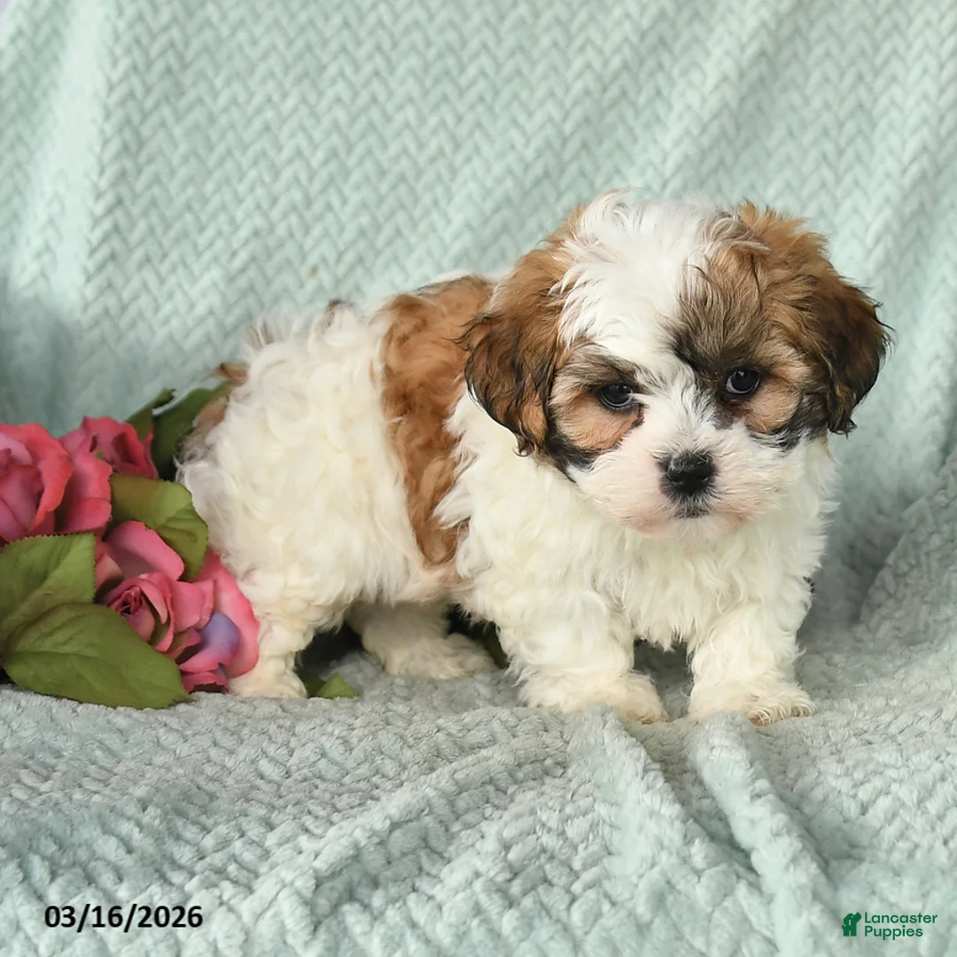 Teddy Bear dogs for sale: Justin - Ad 2