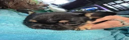 French Bulldog dogs for sale: Padme Amidala  - Ad 1