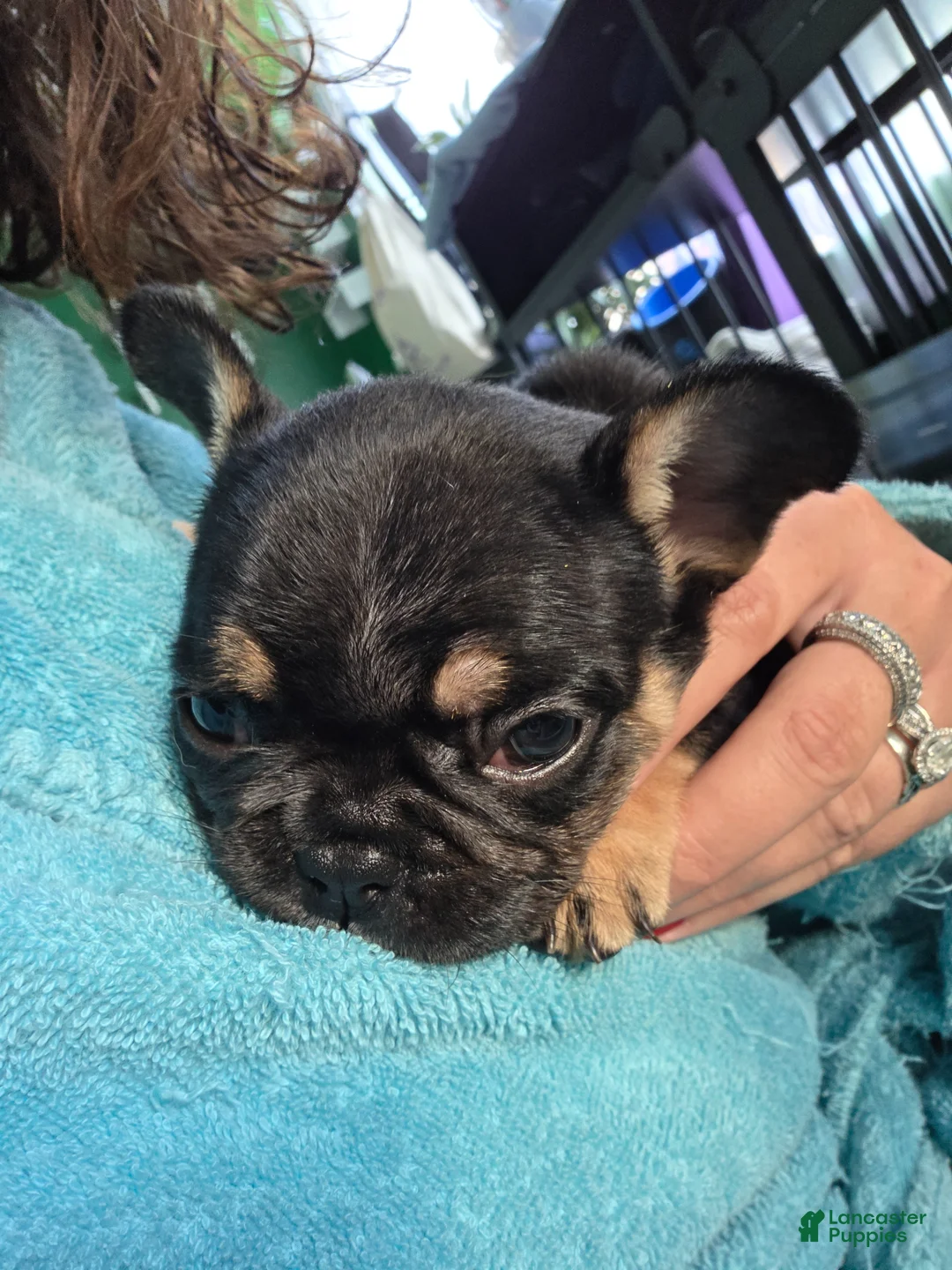 French Bulldog dogs for sale: Padme Amidala  - Ad 1